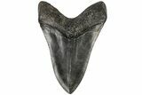 Fossil Megalodon Tooth - South Carolina #197874-2